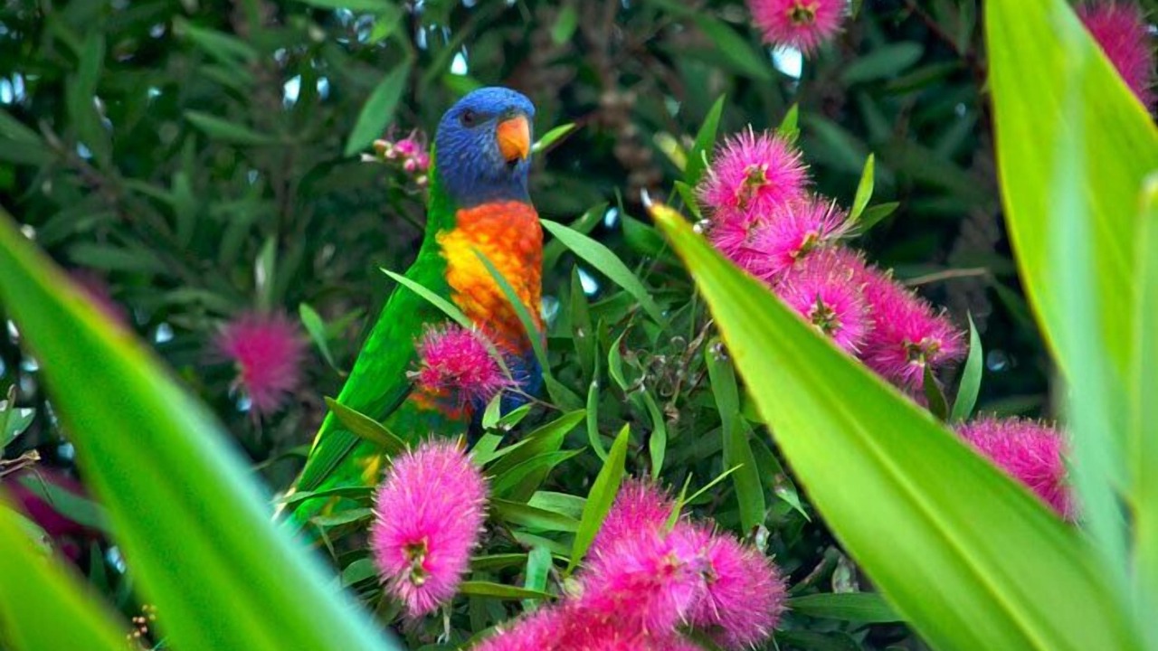 Photo of Outdoor in Wongawallan