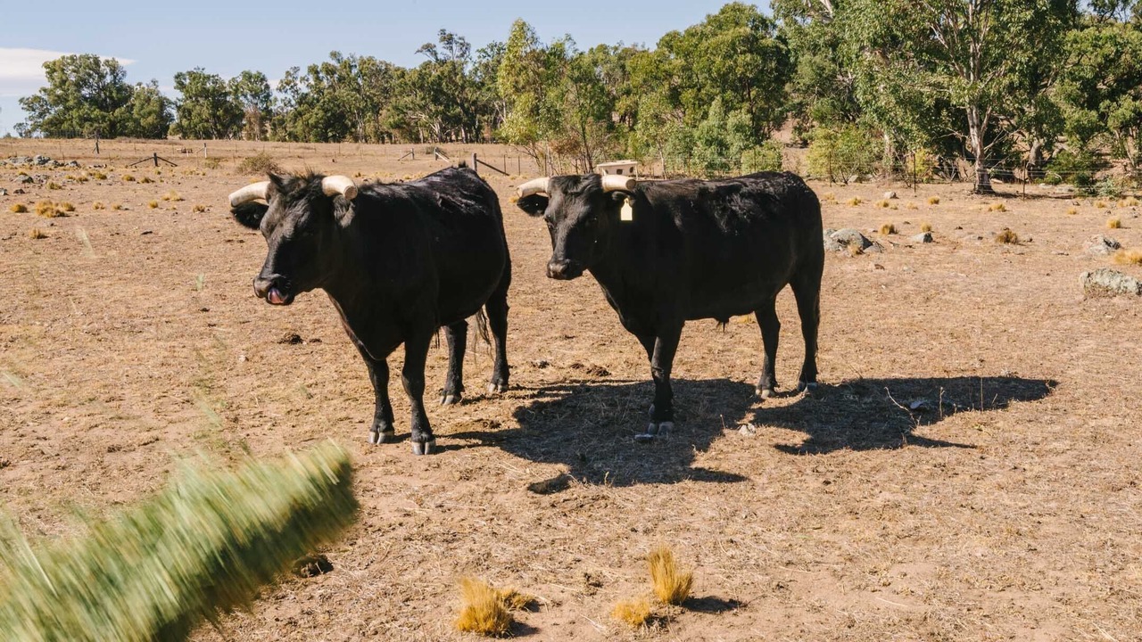 Photo of Others in Canyonleigh