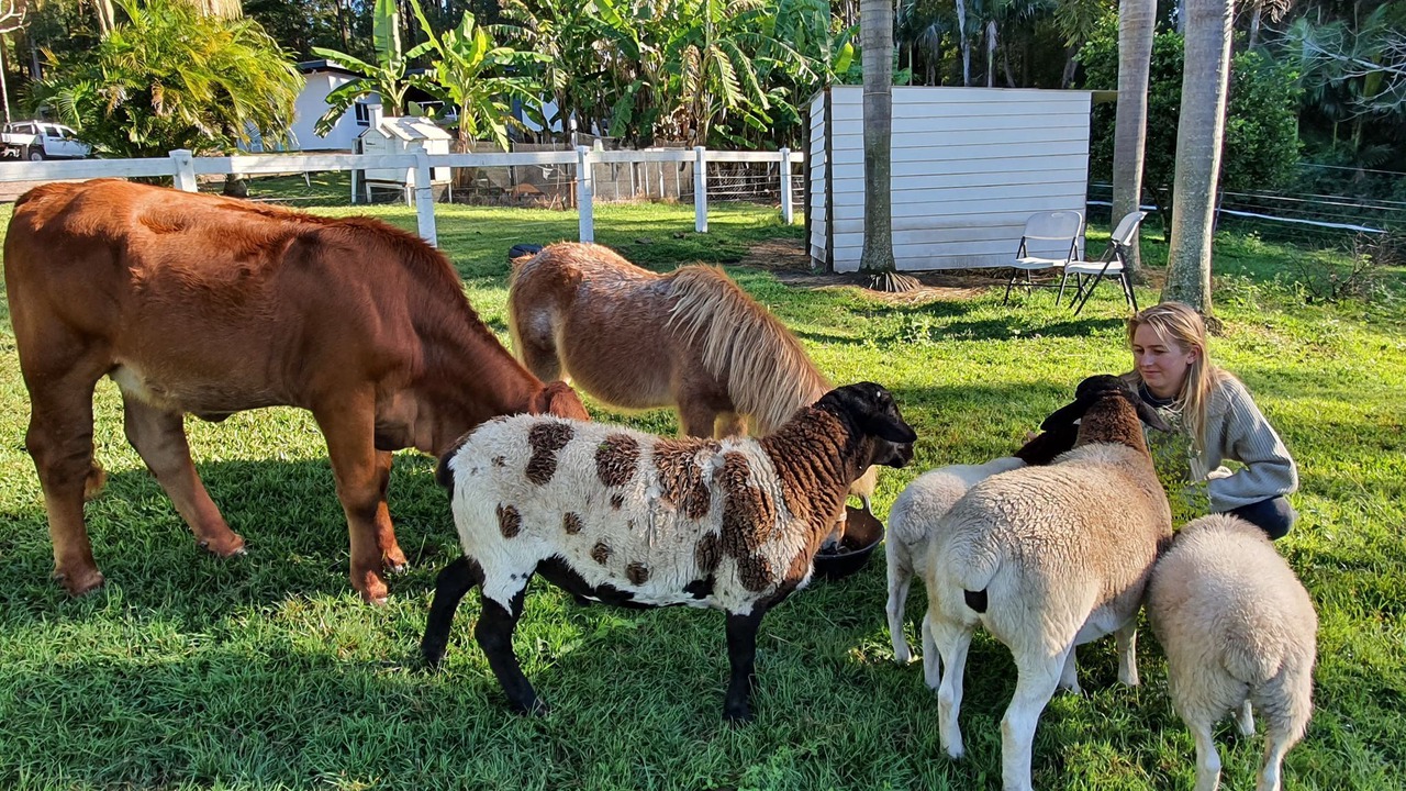 Photo of Outdoor in Palmwoods
