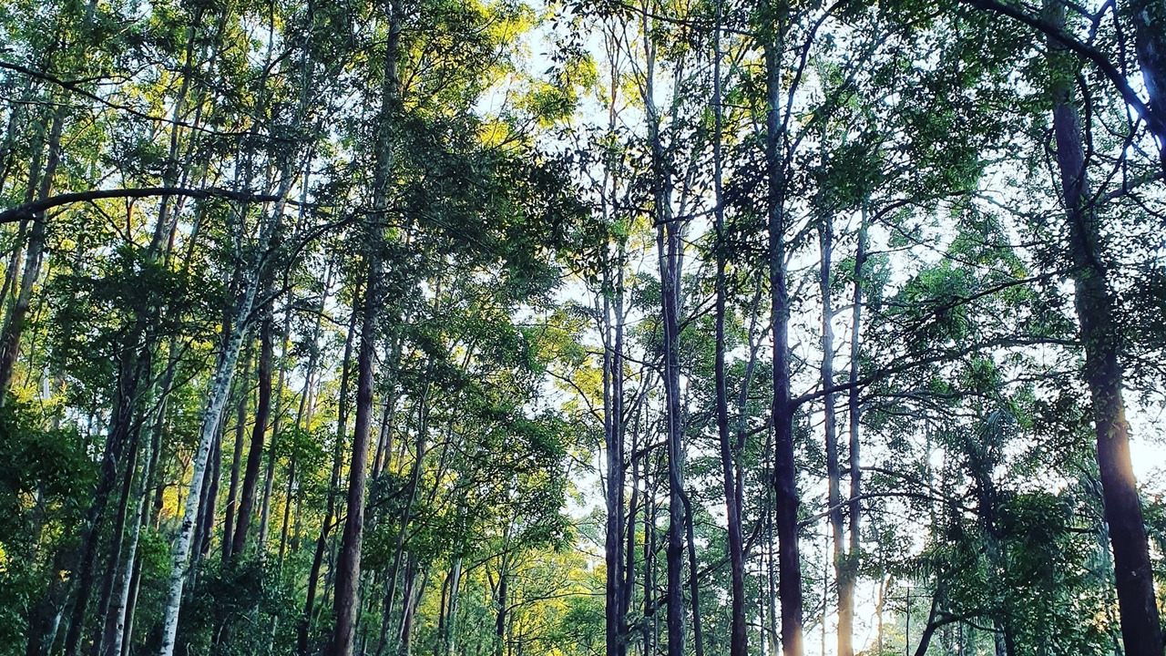 Photo of Outdoor in Palmwoods