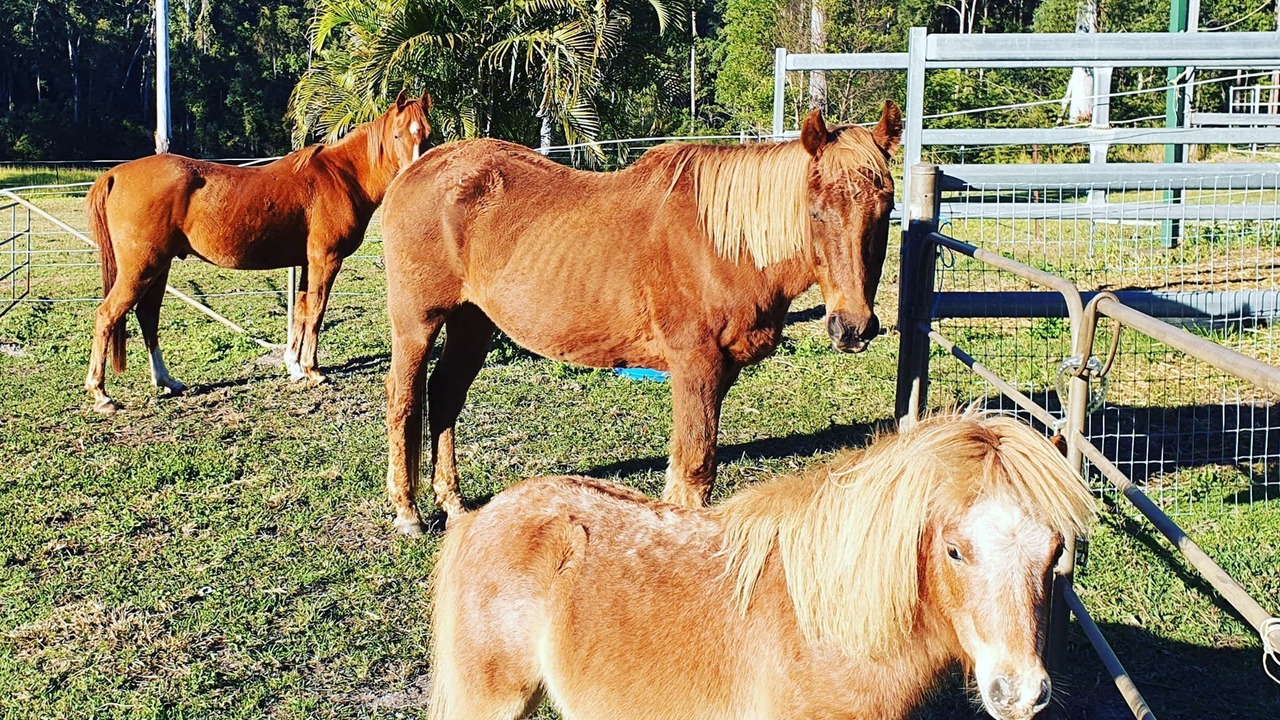 Photo of Outdoor in Palmwoods