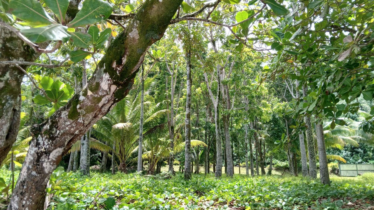Photo of Outdoor in Taha'a