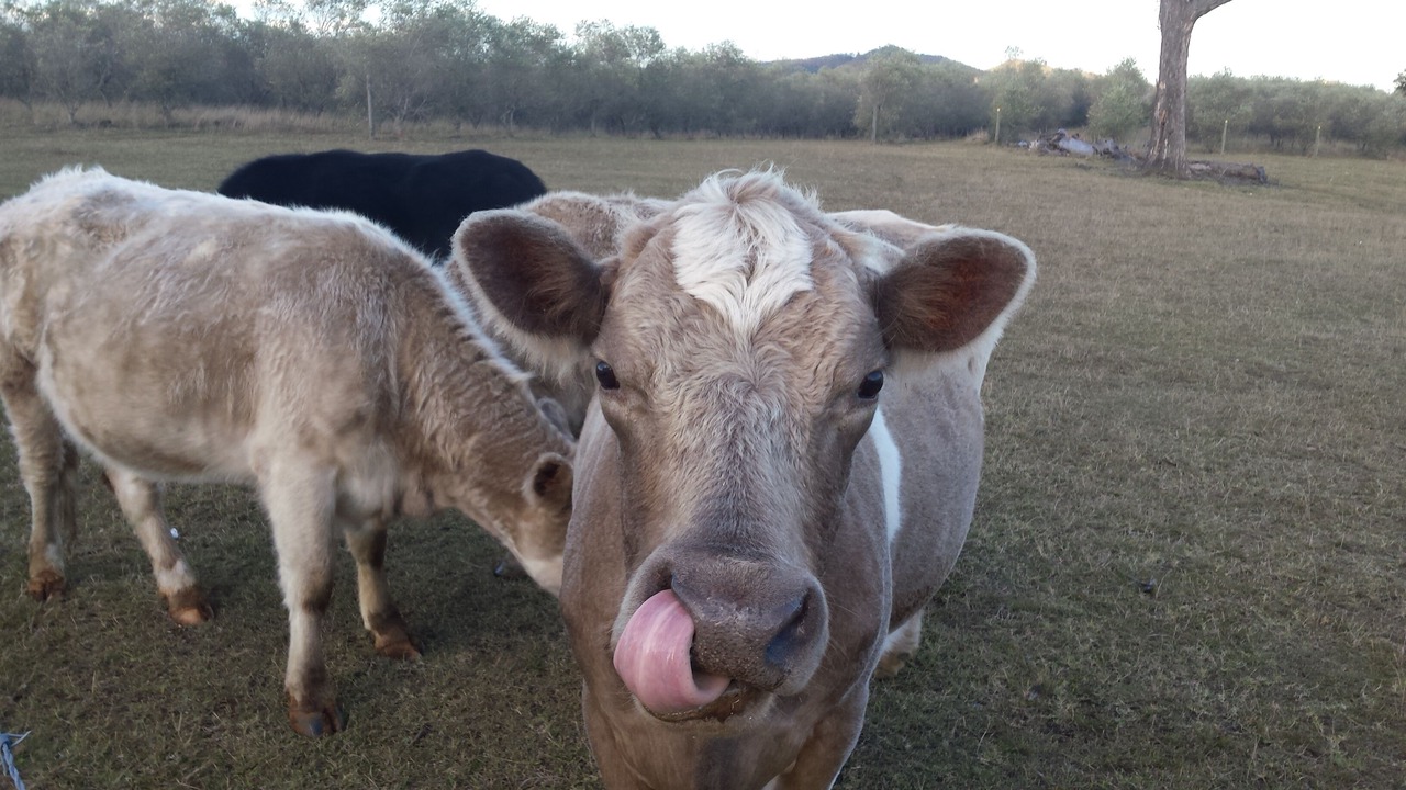 Photo of Others in Hunter Valley