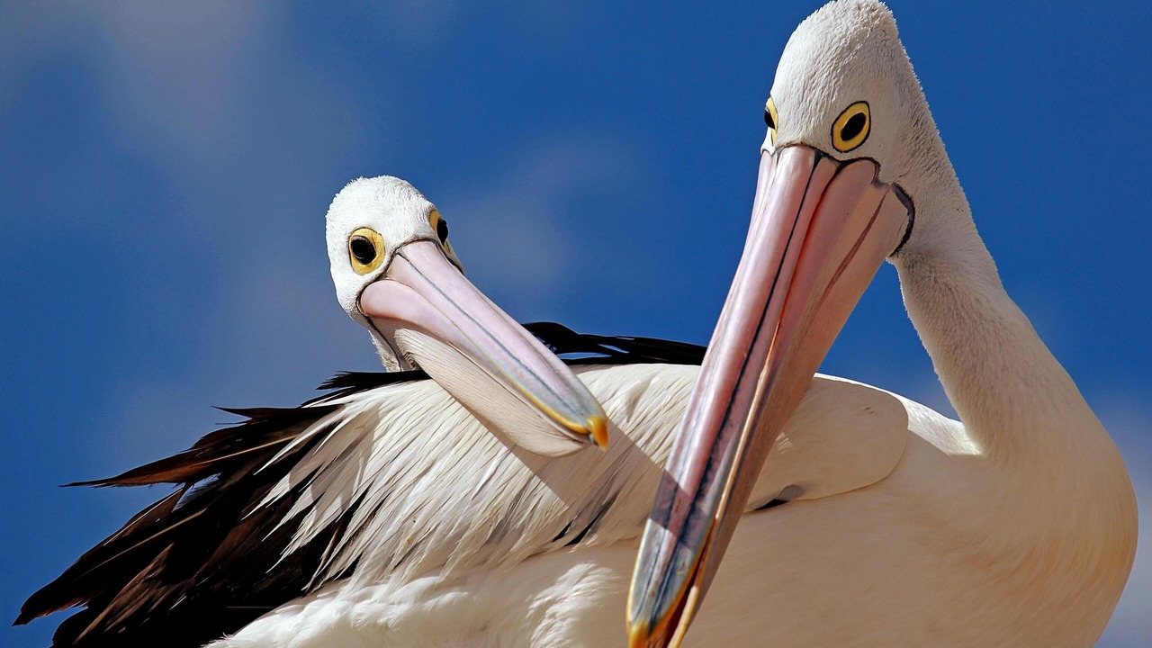 Photo of Others in Salamander Bay