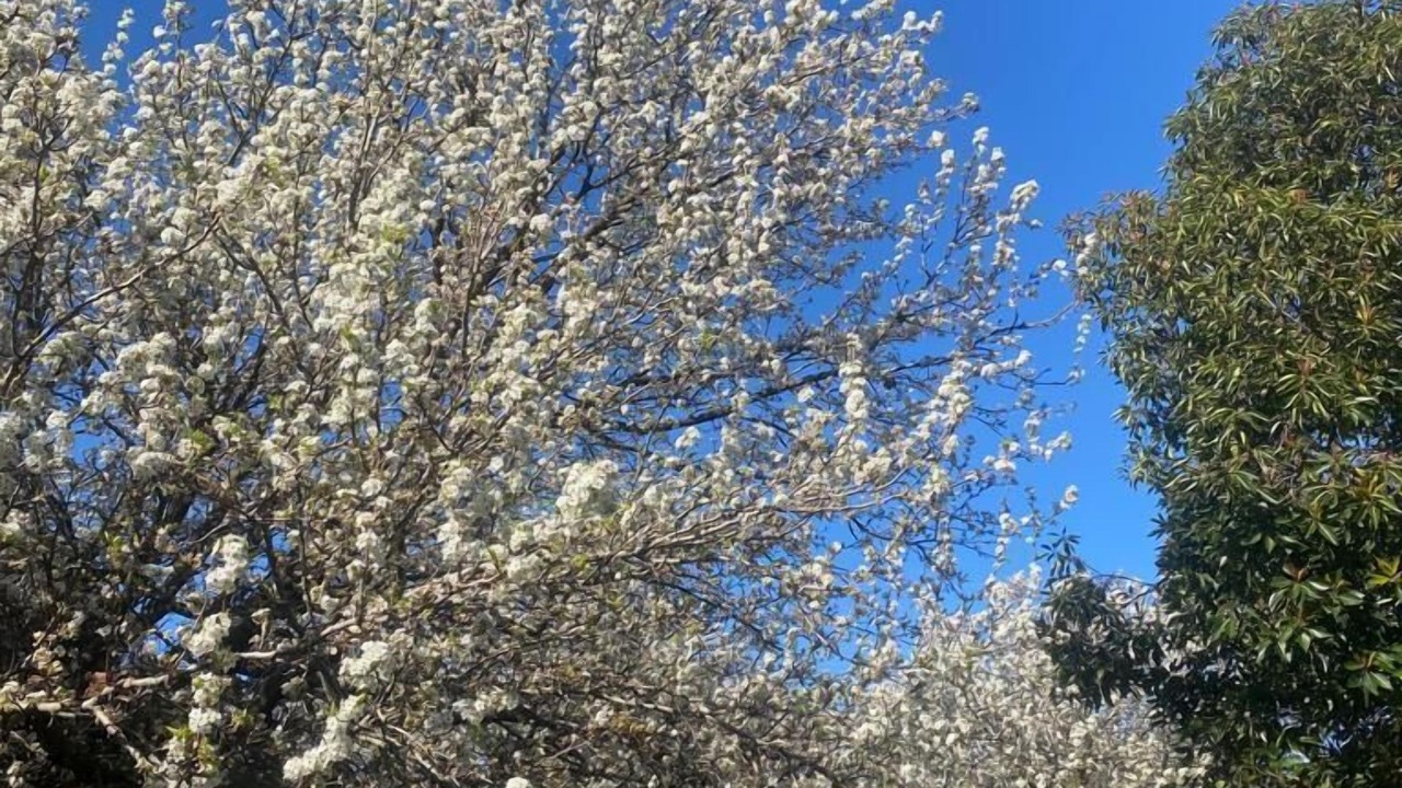 Photo of Outdoor in Mount Waverley