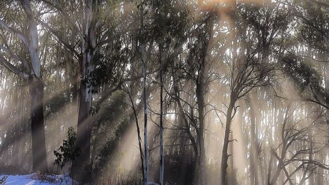 Photo of Outdoor in Warburton