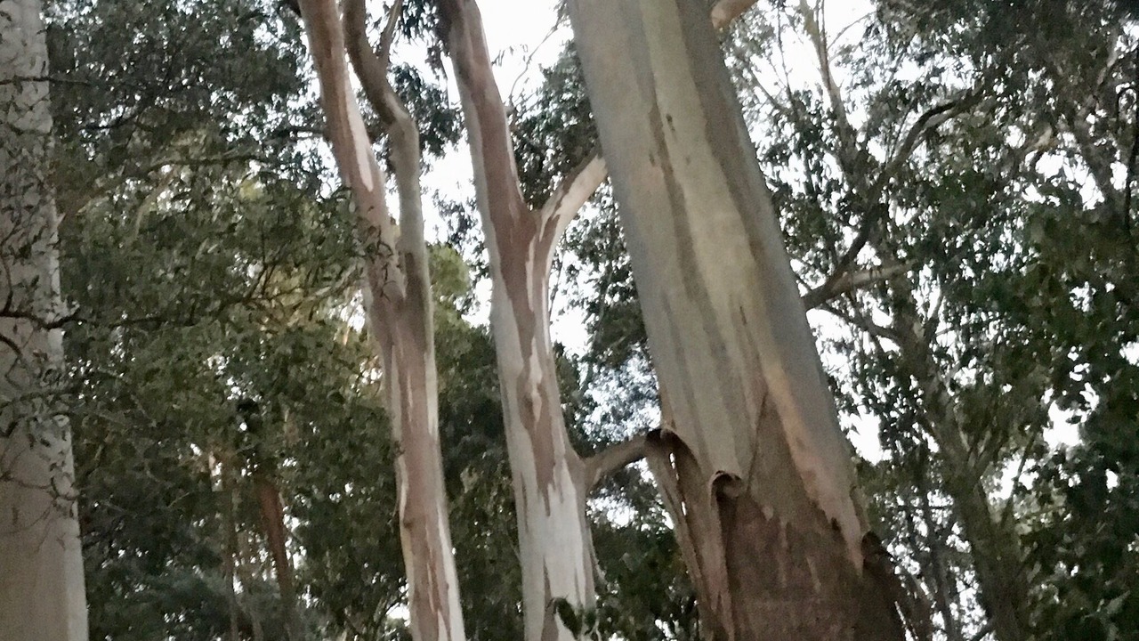 Photo of Outdoor in Olinda