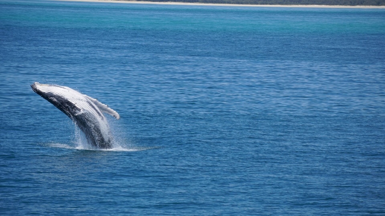 Photo of Others in Hideaway Bay