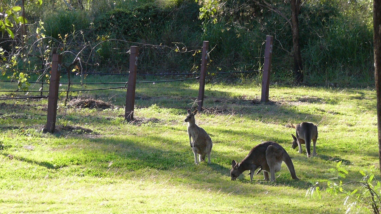 Photo of Others in Pokolbin