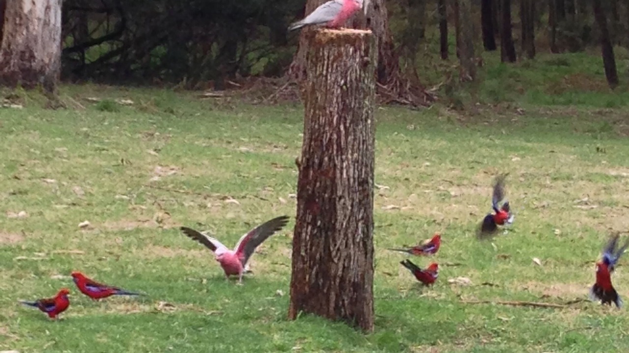 Photo of Others in Porepunkah