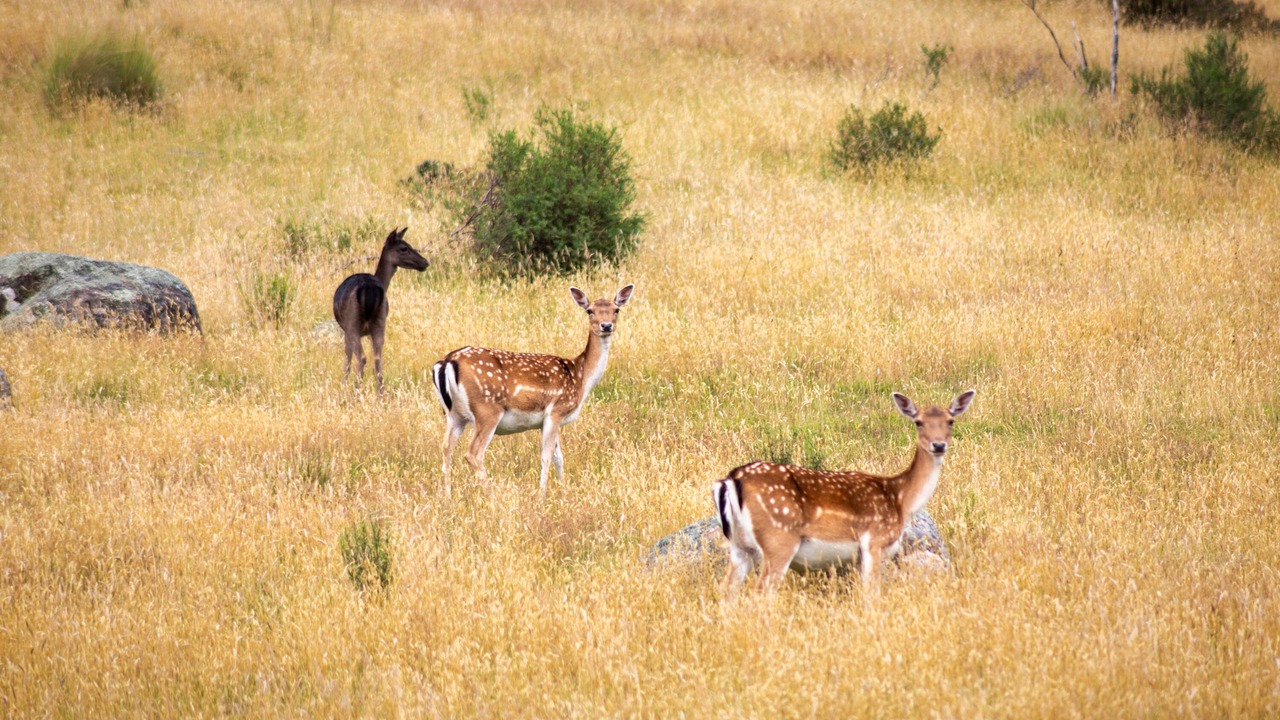 Photo of Others in Crackenback