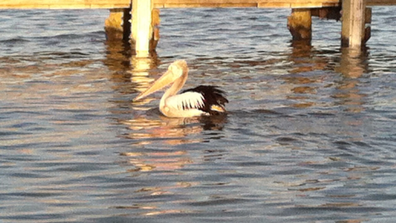 Photo of Others in Goolwa