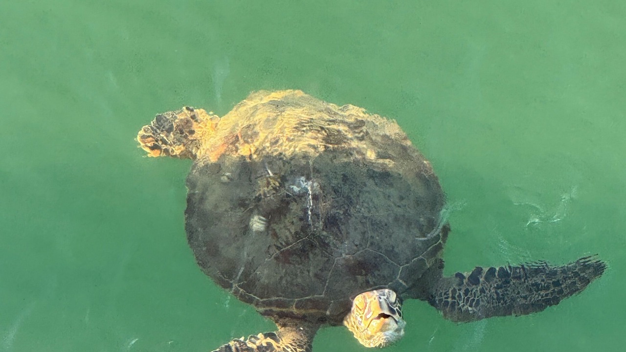 Photo of Outdoor in Kingfisher Bay