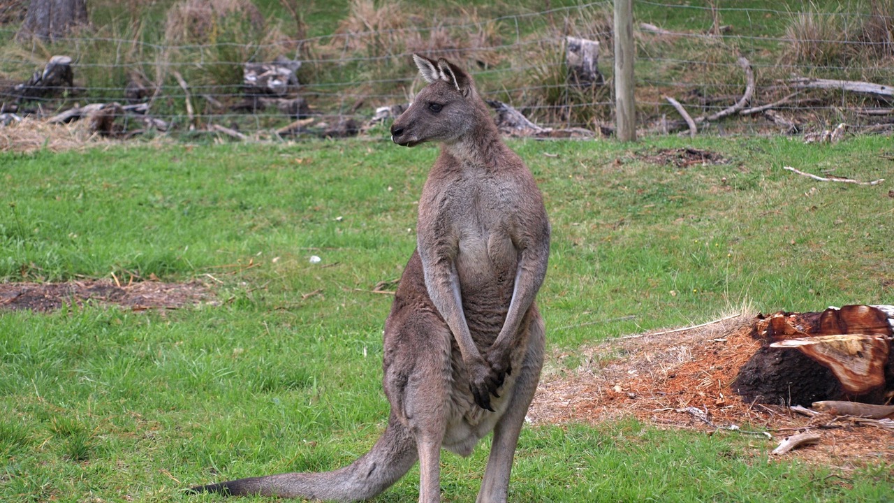 Photo of Others in Halls Gap