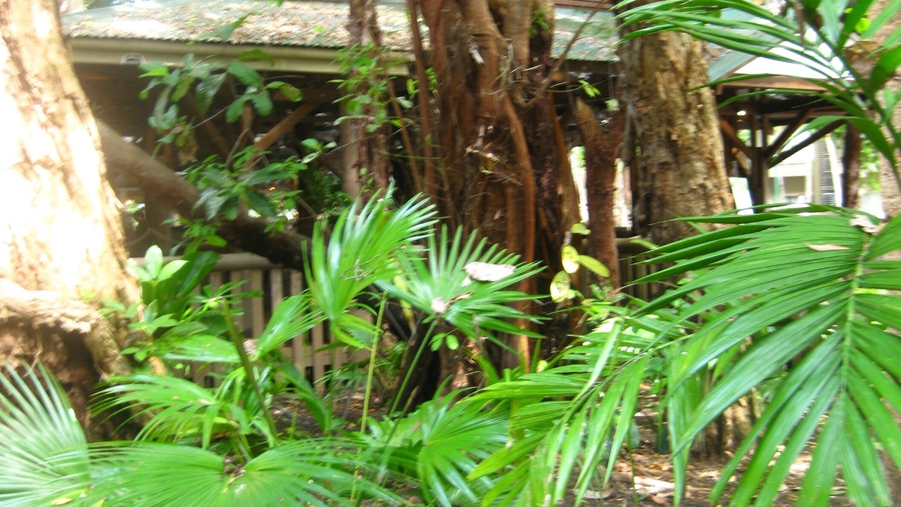 Photo of Outdoor in Port Douglas
