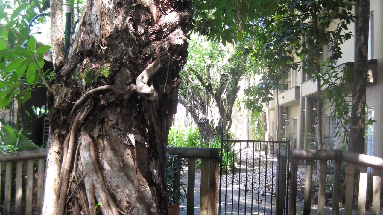 Photo of Outdoor in Port Douglas