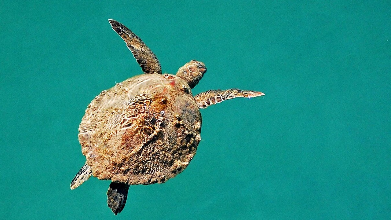 Photo of Others in Urangan