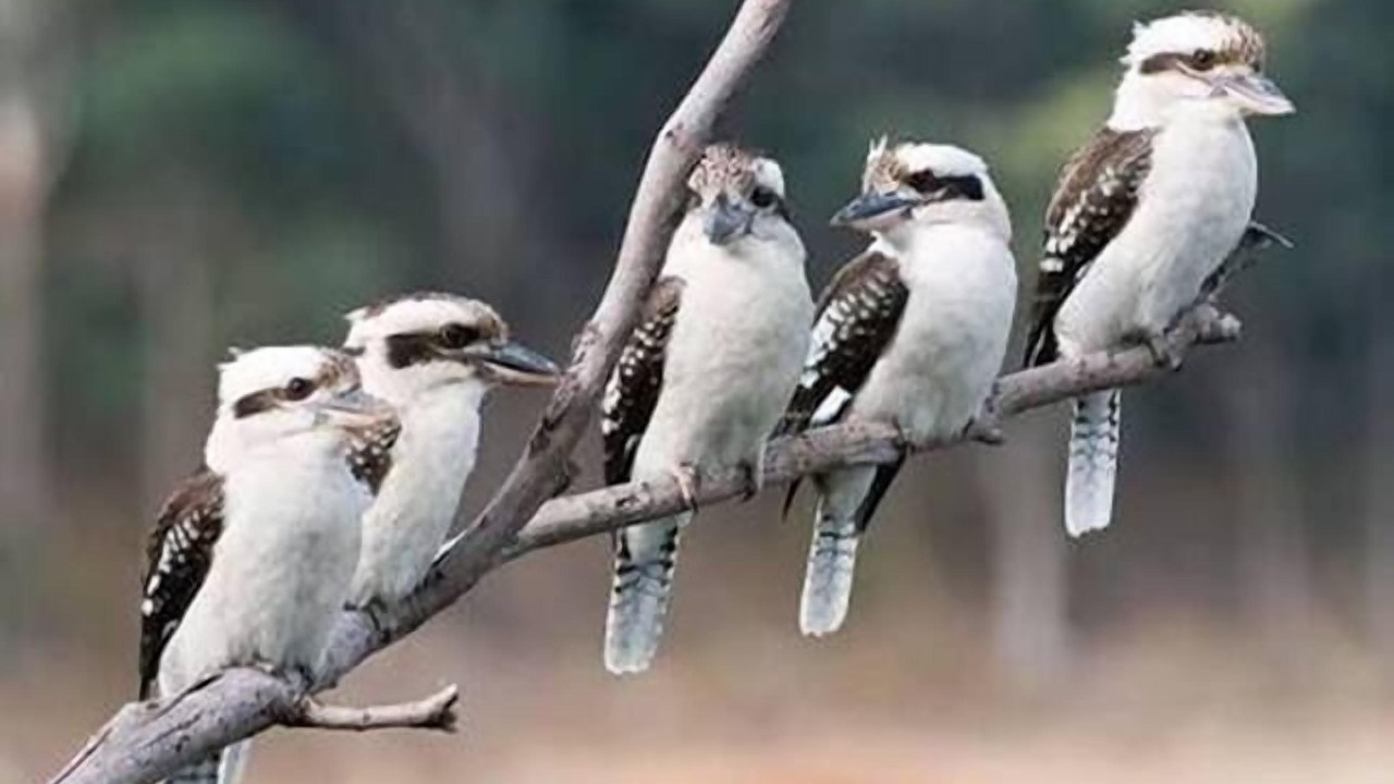 Photo of Others in Berowra Heights