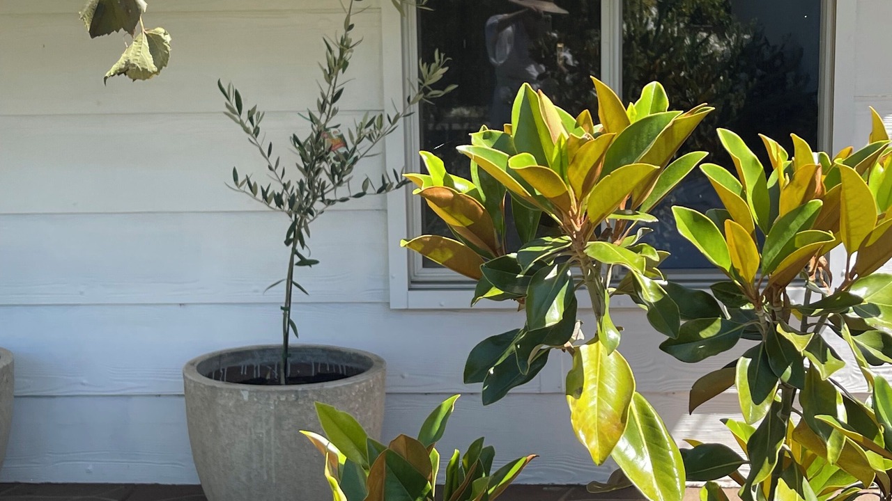 Photo of Outdoor in Port Willunga