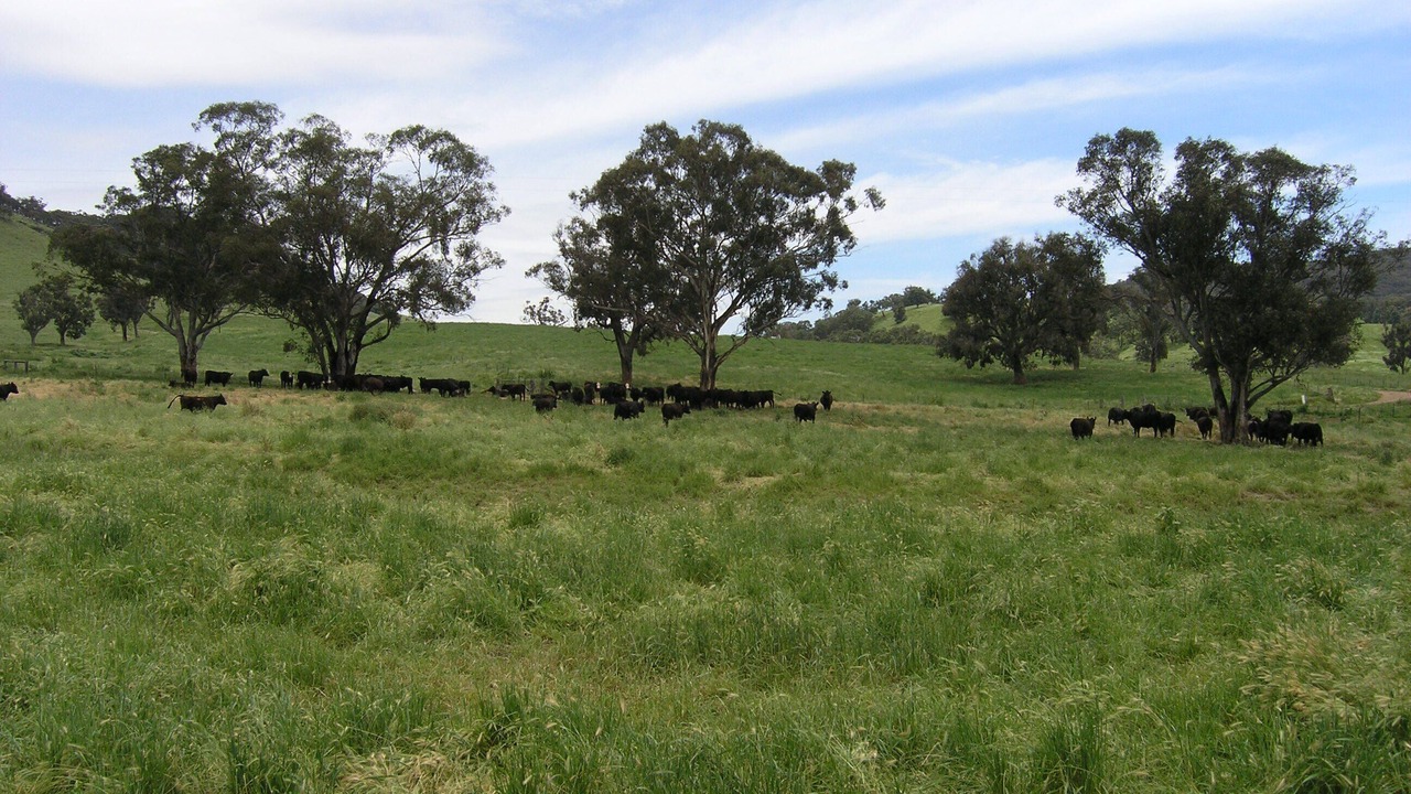 Photo of Others in Central Mudgee