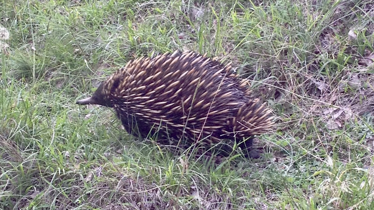 Photo of Others in Central Mudgee