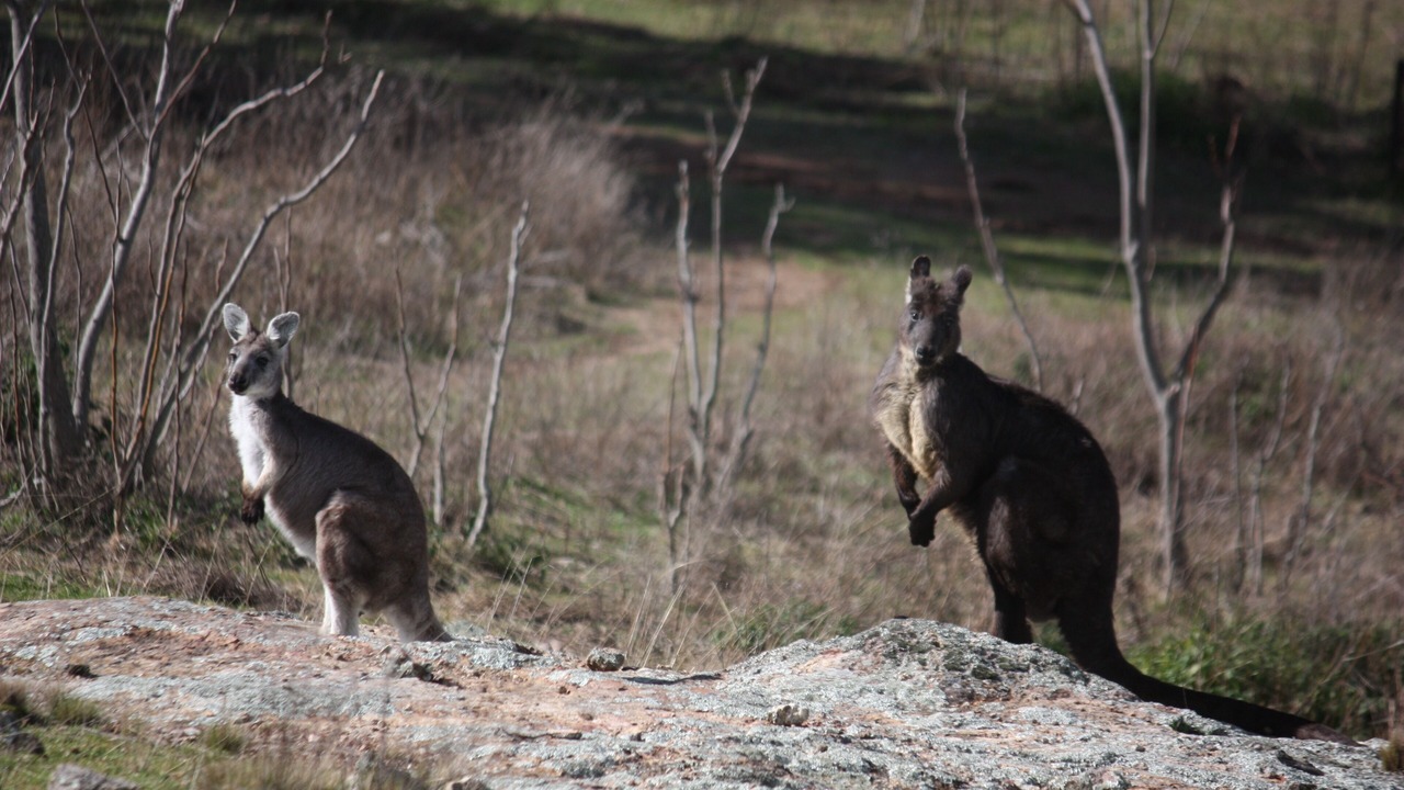 Photo of Outdoor in Central Mudgee