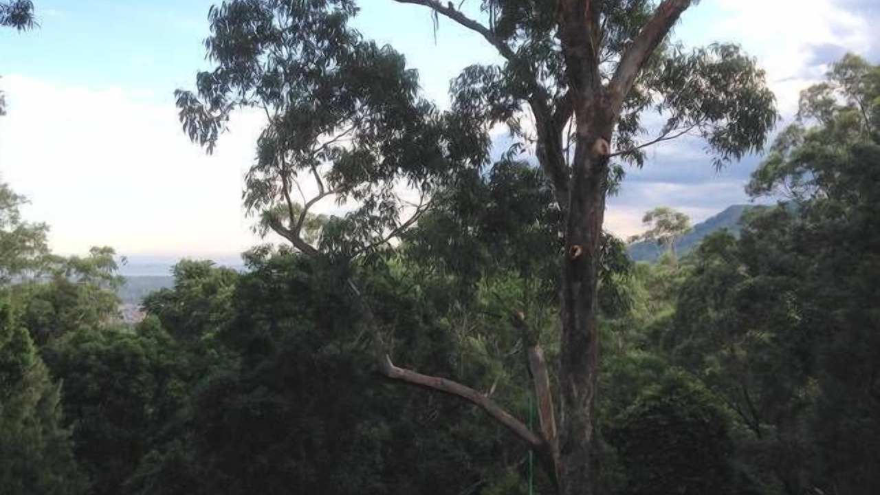 Photo of Outdoor in Bulli