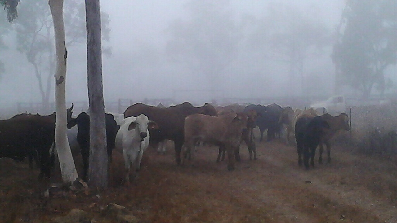 Photo of Others in Dimbulah
