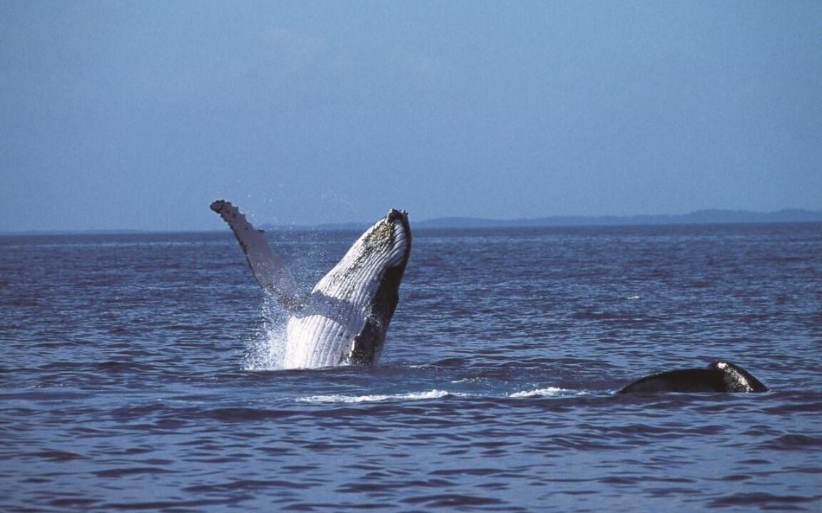 Photo of Others in Cape Woolamai
