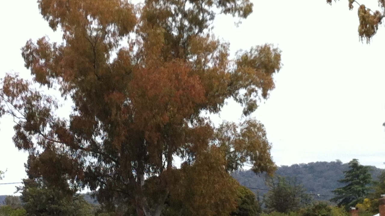 Photo of Outdoor in Central Mudgee