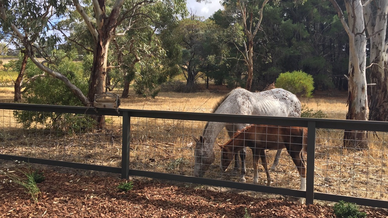 Photo of Outdoor in McLaren Flat