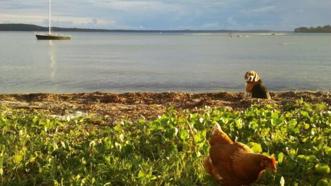 Photo of Others in Erowal Bay