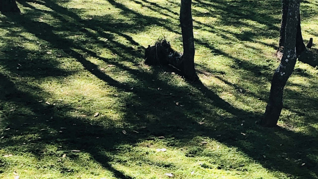 Photo of Outdoor in Broulee