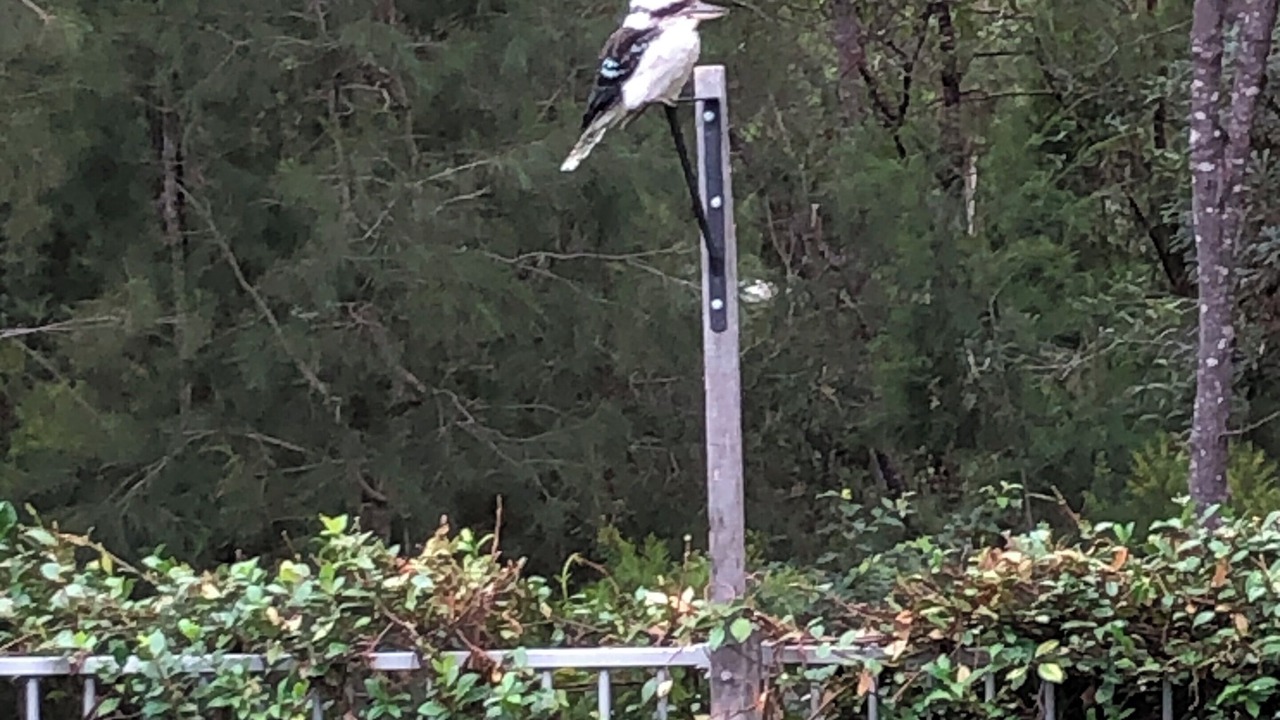 Photo of Outdoor in Noosaville
