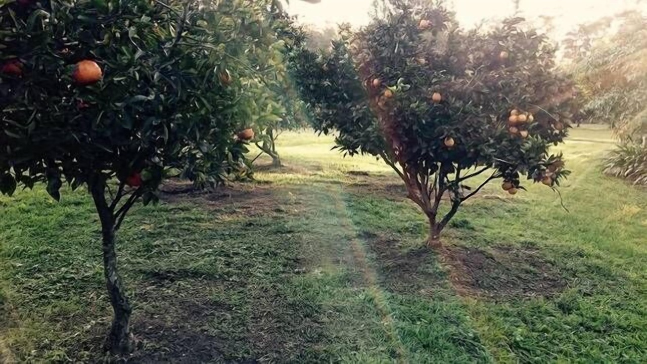 Photo of Outdoor in Urunga