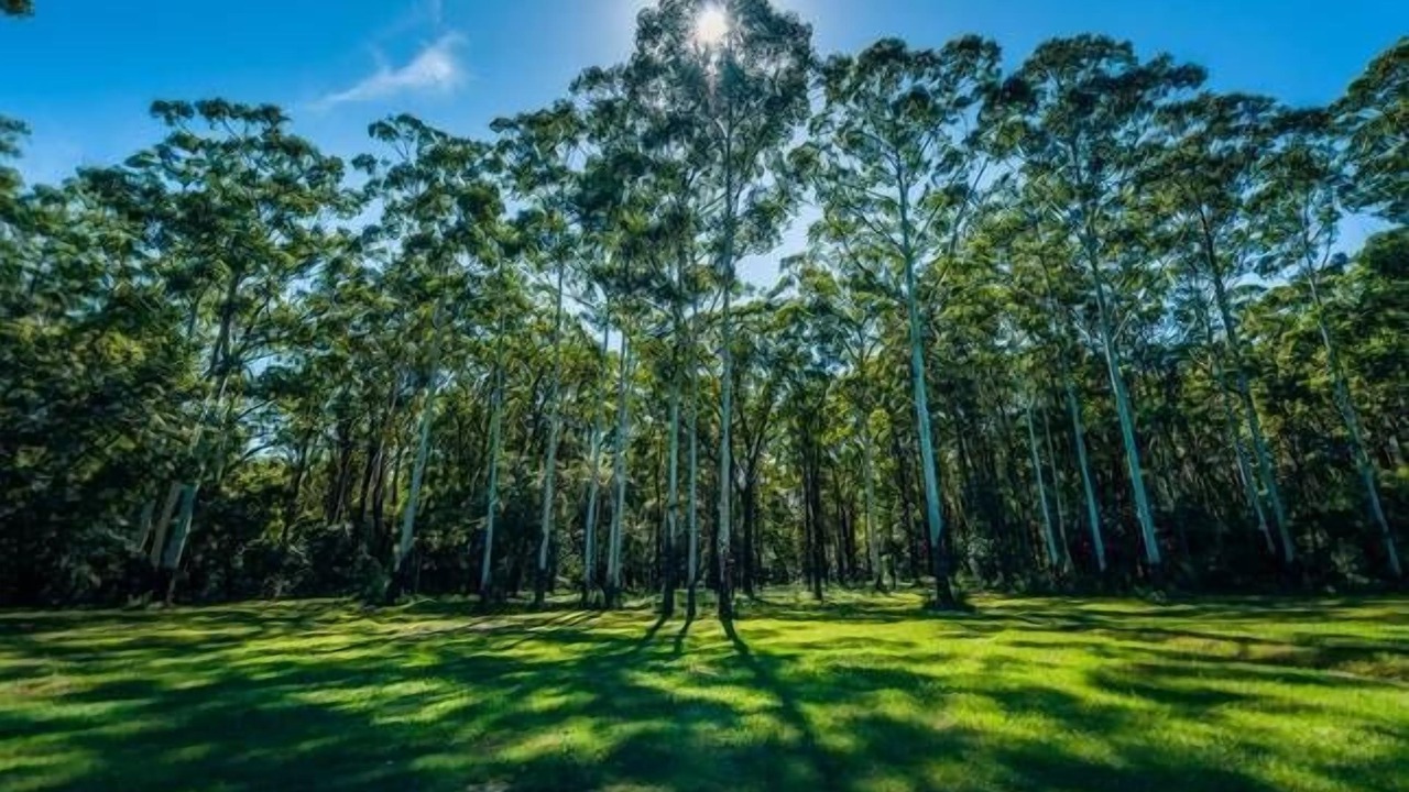 Photo of Outdoor in Urunga