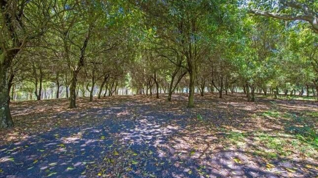 Photo of Outdoor in Urunga