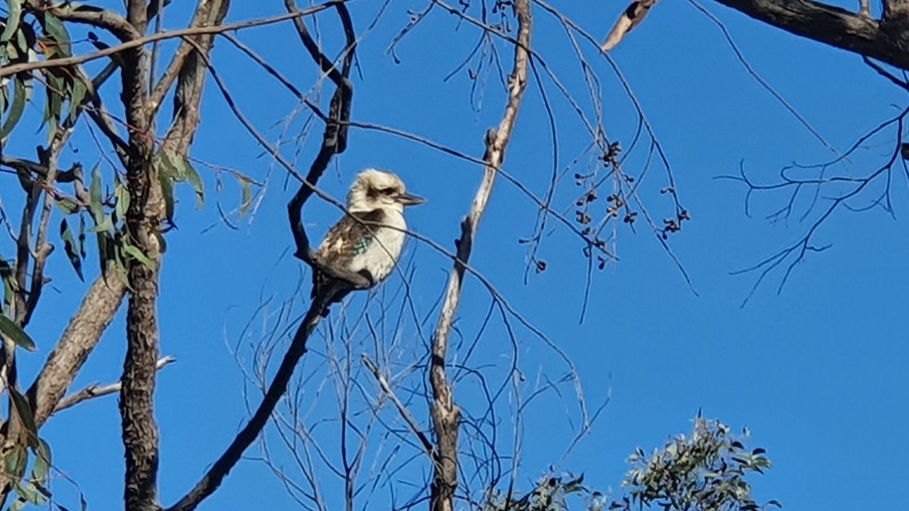 Photo of Others in Bullaburra