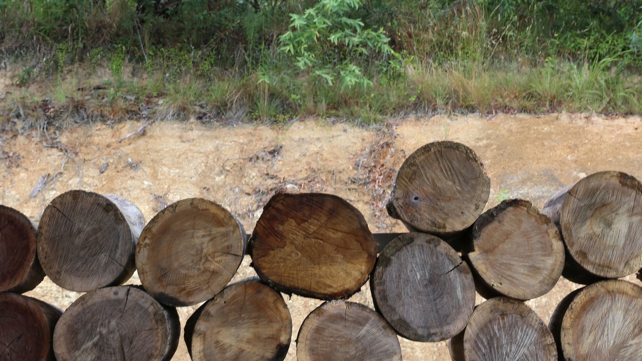 Photo of Outdoor in Bungwahl