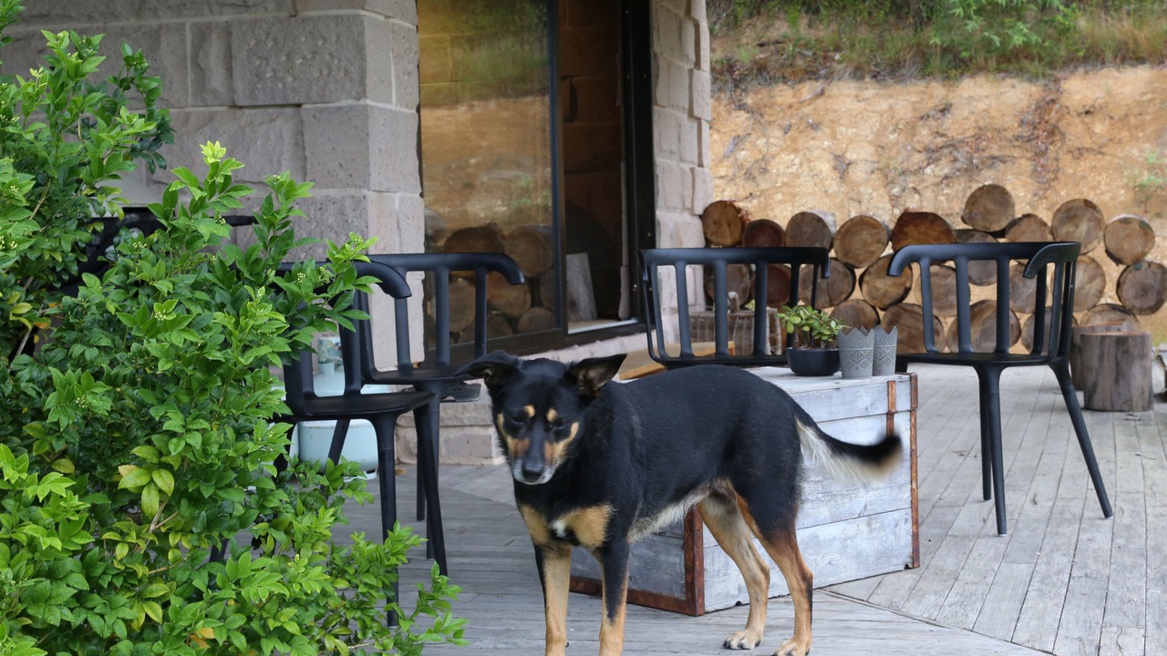 Photo of Outdoor in Bungwahl