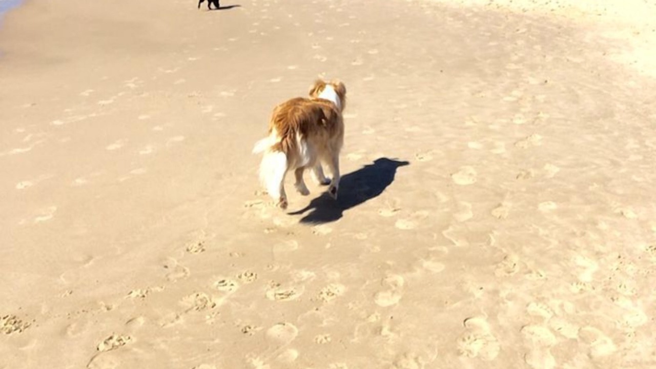 Photo of Others in Coolum Beach