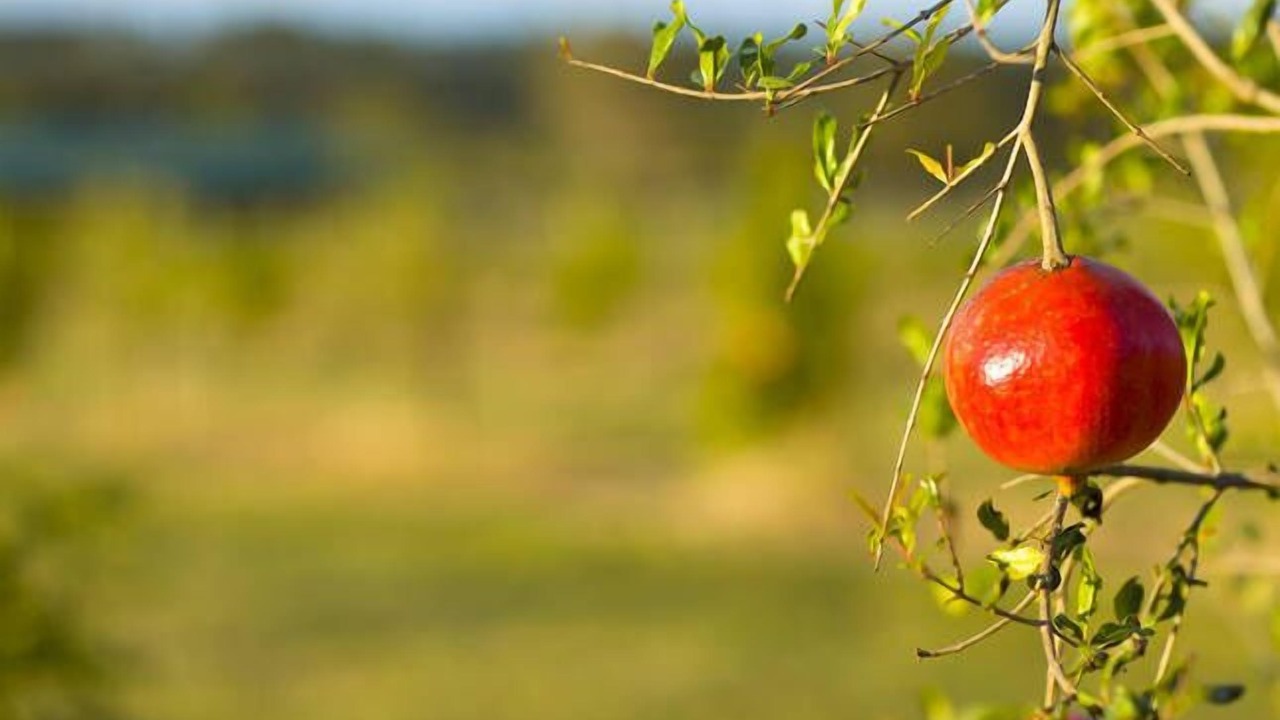 Photo of Outdoor in Lovedale