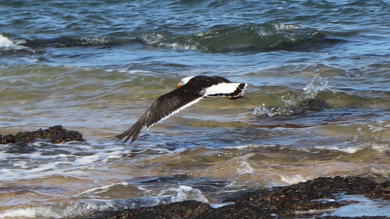 Photo of Others in Ventnor