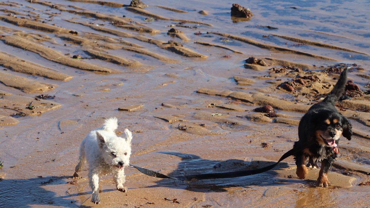 Photo of Others in Ventnor