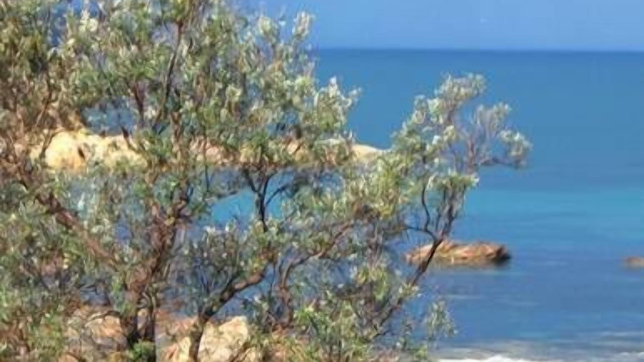Photo of Others in Denhams Beach