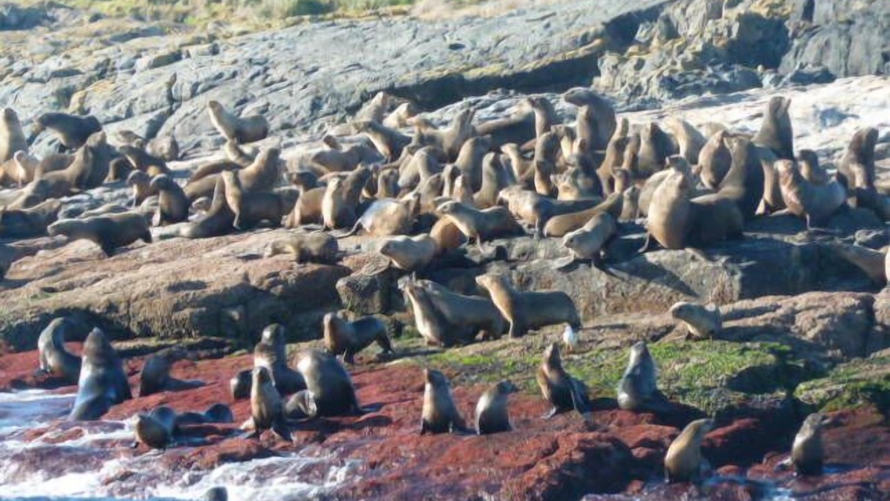 Photo of Others in Denhams Beach