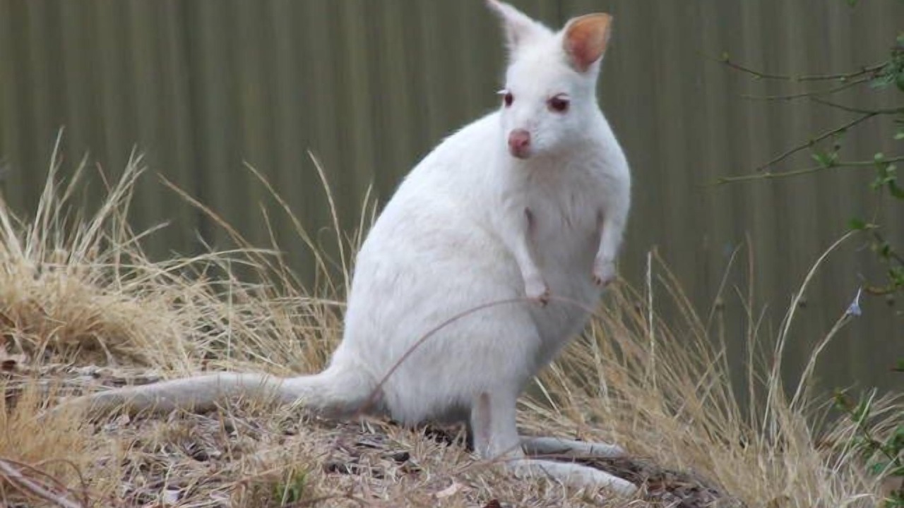 Photo of Others in Penneshaw