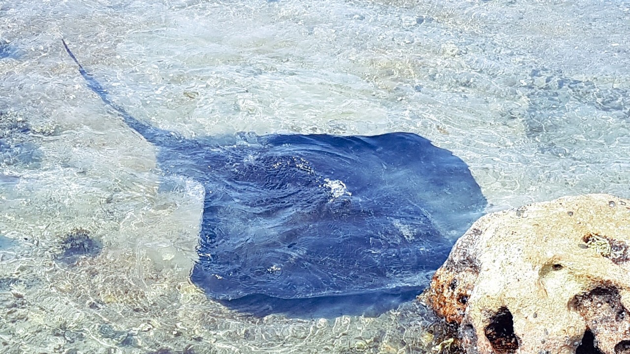 Photo of Others in Currarong
