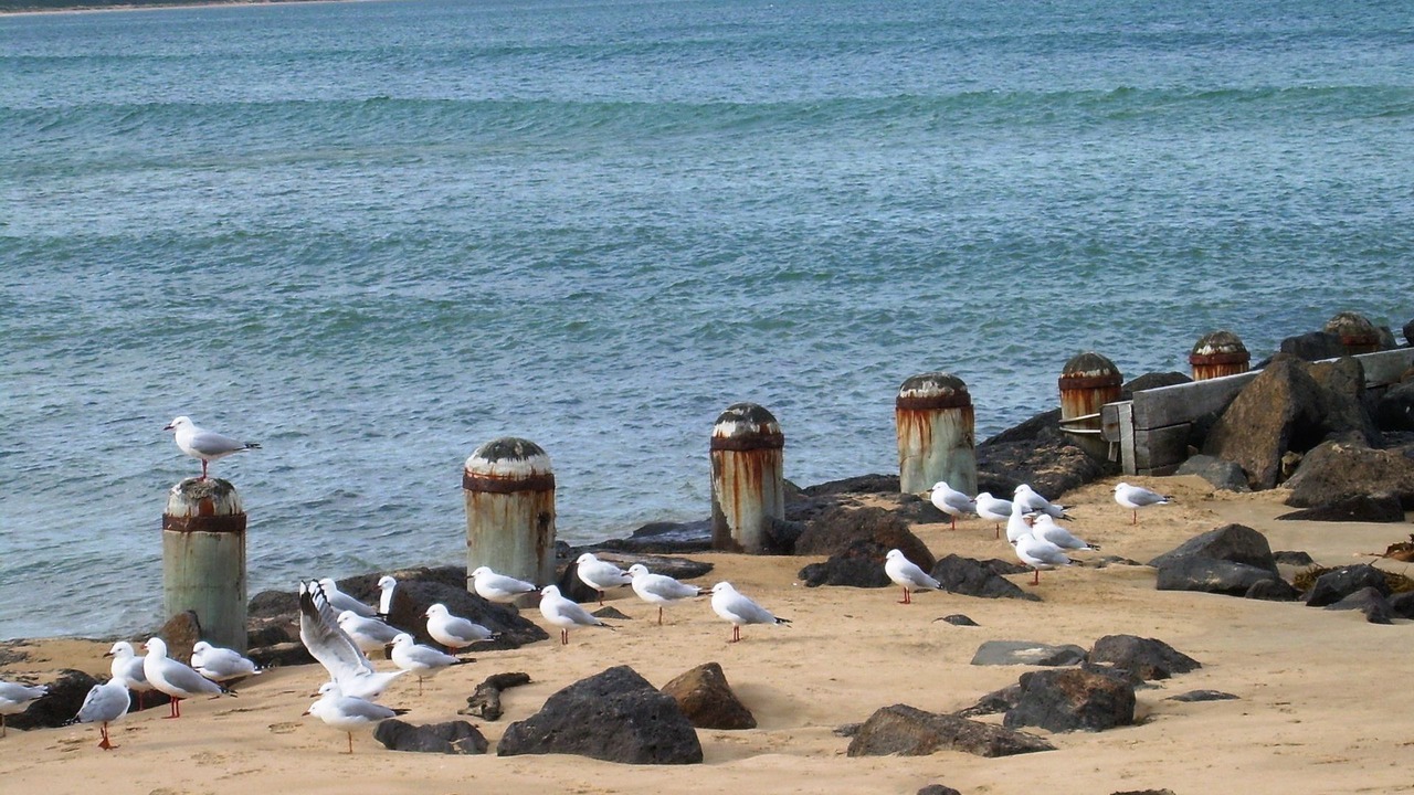 Photo of Others in Point Lonsdale