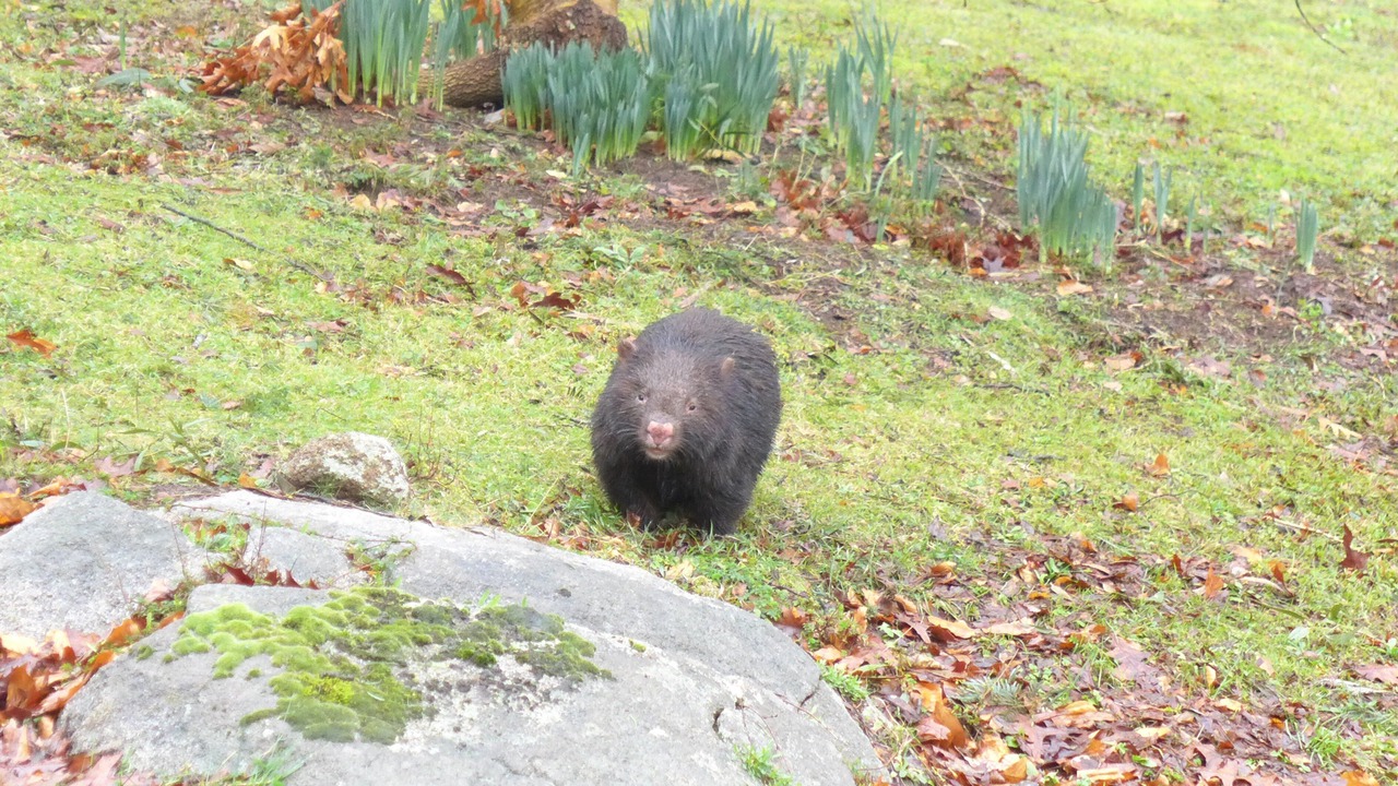 Photo of Others in Mount Toolebewong